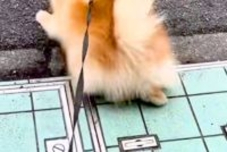 『いつもの散歩コース』を歩く犬→突然『動物病院への道』に切り替わると…わかりやすく『絶望する光景』に爆笑「必死ｗｗ」「気付くの早くて草」