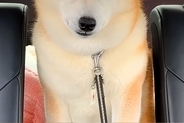 病院の注射で大暴れした犬→車での帰り道、疲れ切ってしまい…まるで別犬のような『表情』が5万再生「しょぼしょぼで草」「吹いてしまったｗｗ」