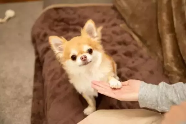 犬が『前足を乗せてくる』心理5つ　飼い主にアピールする理由や要求に応える方法まで