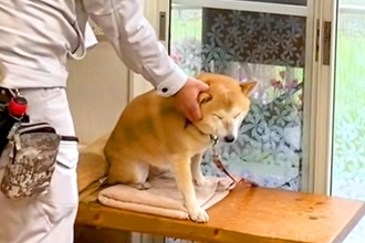 消防点検にやってきた業者のおじさん→犬が怖がってしまい…優しさ溢れる『可愛いやりとり』に反響「隠れられてないｗ」「業者さんも可愛いｗ」