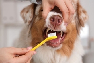 犬に絶対NGな『歯磨きの仕方』6選　過度なケアが引き起こすトラブルや適切なお手入れまで