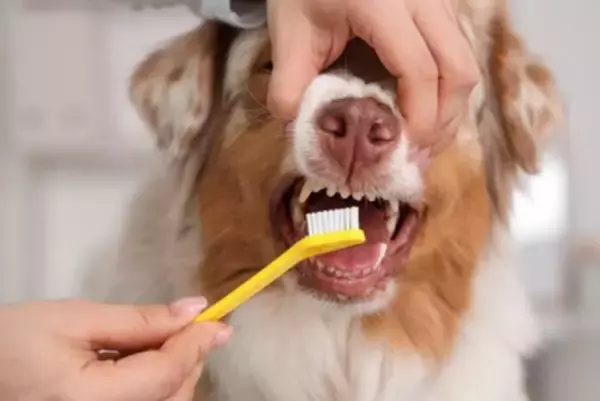 犬に絶対NGな『歯磨きの仕方』6選　過度なケアが引き起こすトラブルや適切なお手入れまで