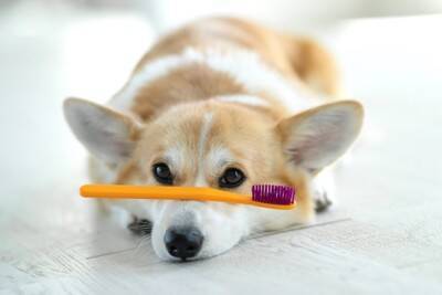 犬に絶対NGな『歯磨きの仕方』6選　過度なケアが引き起こすトラブルや適切なお手入れまで