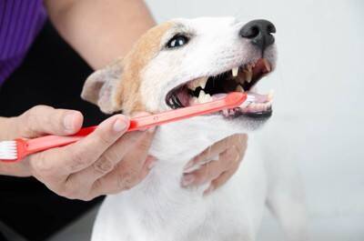 犬に絶対NGな『歯磨きの仕方』6選　過度なケアが引き起こすトラブルや適切なお手入れまで