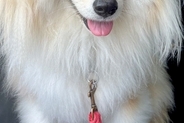 『X JAPANみたい』と言われた犬→髪型を見てみると…思わず納得してしまう『まさかの一枚』に反響「ワイルドすぎるｗｗ」「80年代で草」
