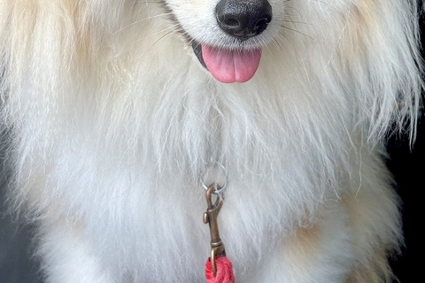 『X JAPANみたい』と言われた犬→髪型を見てみると…思わず納得してしまう『まさかの一枚』に反響「ワイルドすぎるｗｗ」「80年代で草」