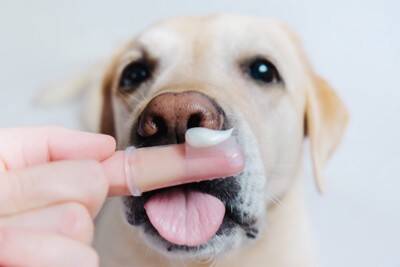 犬に『ワセリン』を使っても大丈夫？知っておくべきメリットや使用する際の注意点まで