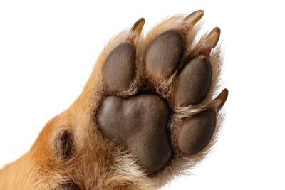 犬に『ワセリン』を使っても大丈夫？知っておくべきメリットや使用する際の注意点まで