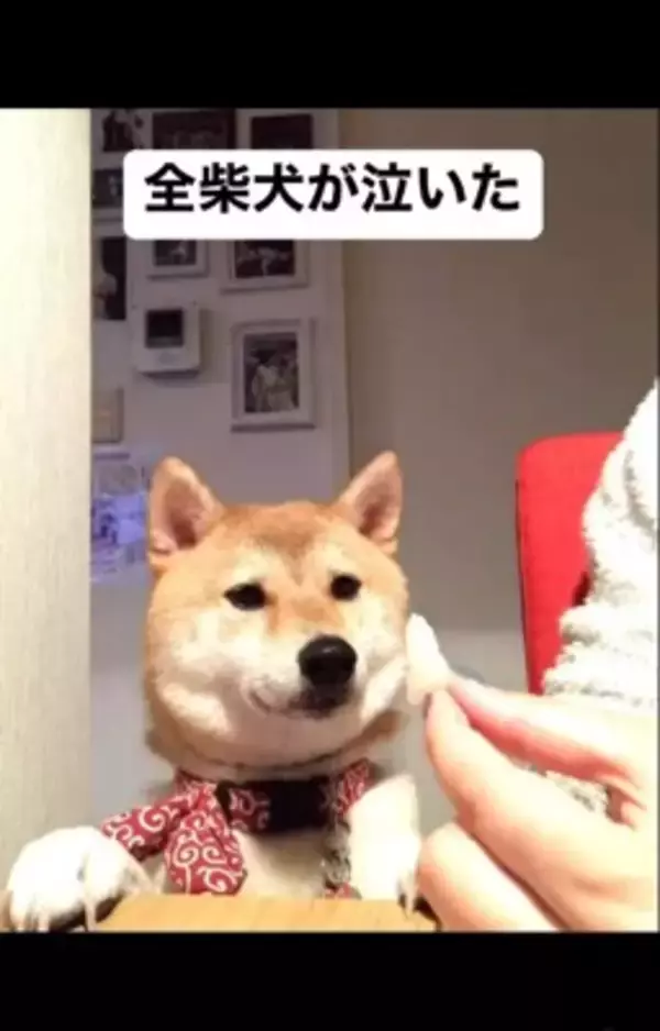 梨を犬にあげようと『マテ』していたら…予期せぬ『まさかの結末』が140万再生「全柴犬が泣くレベルで草」「哀愁に充ちた眼差しｗ」と爆笑