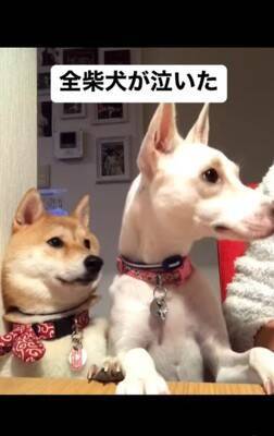 梨を犬にあげようと『マテ』していたら…予期せぬ『まさかの結末』が140万再生「全柴犬が泣くレベルで草」「哀愁に充ちた眼差しｗ」と爆笑