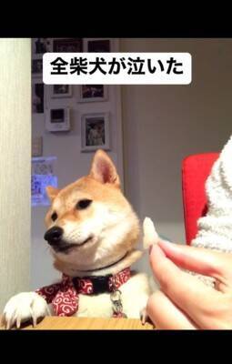 梨を犬にあげようと『マテ』していたら…予期せぬ『まさかの結末』が140万再生「全柴犬が泣くレベルで草」「哀愁に充ちた眼差しｗ」と爆笑