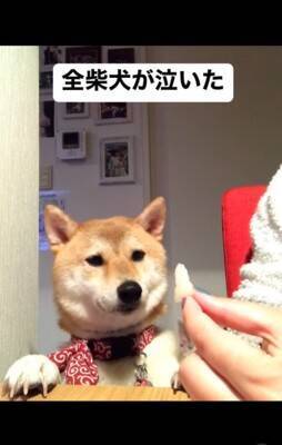 梨を犬にあげようと『マテ』していたら…予期せぬ『まさかの結末』が140万再生「全柴犬が泣くレベルで草」「哀愁に充ちた眼差しｗ」と爆笑