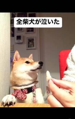 梨を犬にあげようと『マテ』していたら…予期せぬ『まさかの結末』が140万再生「全柴犬が泣くレベルで草」「哀愁に充ちた眼差しｗ」と爆笑