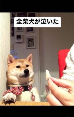 梨を犬にあげようと『マテ』していたら…予期せぬ『まさかの結末』が140万再生「全柴犬が泣くレベルで草」「哀愁に充ちた眼差しｗ」と爆笑