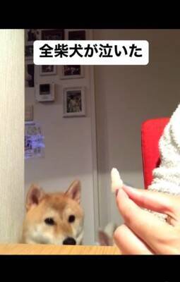 梨を犬にあげようと『マテ』していたら…予期せぬ『まさかの結末』が140万再生「全柴犬が泣くレベルで草」「哀愁に充ちた眼差しｗ」と爆笑
