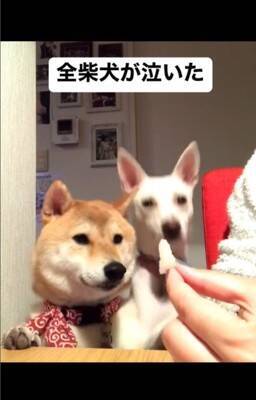 梨を犬にあげようと『マテ』していたら…予期せぬ『まさかの結末』が140万再生「全柴犬が泣くレベルで草」「哀愁に充ちた眼差しｗ」と爆笑