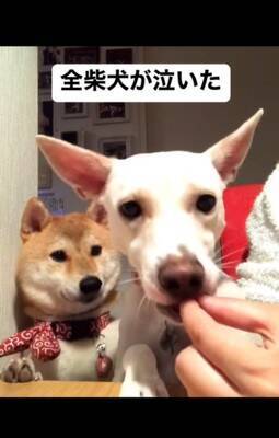 梨を犬にあげようと『マテ』していたら…予期せぬ『まさかの結末』が140万再生「全柴犬が泣くレベルで草」「哀愁に充ちた眼差しｗ」と爆笑