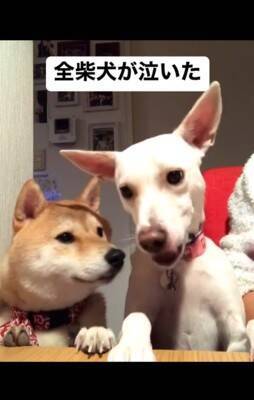 梨を犬にあげようと『マテ』していたら…予期せぬ『まさかの結末』が140万再生「全柴犬が泣くレベルで草」「哀愁に充ちた眼差しｗ」と爆笑