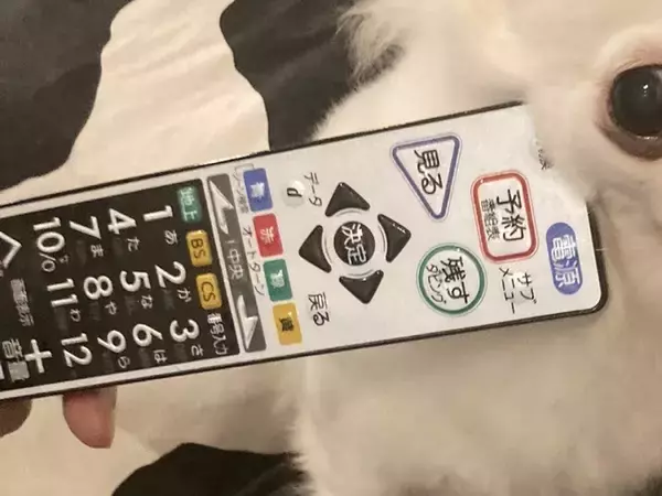 実家に預けられた犬が吠えすぎたので『リモコンで圧をかけた』結果→まさかの表情に10万いいね集まる「ほんと好きｗｗ」「いい顔してて草」