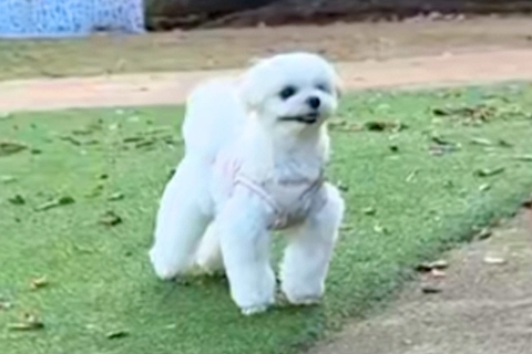 『ドッグランは撫でてもらえる場所』と勘違いしている犬→知らない人と目が合うと…愛くるしい行動が53万再生「ファンサｗｗ」「かわいい」