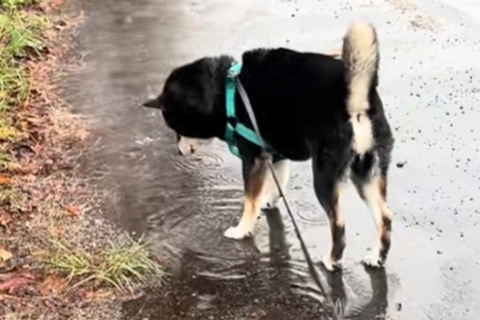 犬と雨の日に散歩に行った結果→水たまりに興味津々になって…全く進まない『愛しい光景』が10万再生「楽しそうでかわいい」「超マイペースｗ」