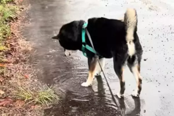 犬と雨の日に散歩に行った結果→水たまりに興味津々になって…全く進まない『愛しい光景』が10万再生「楽しそうでかわいい」「超マイペースｗ」