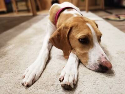 犬の『機嫌が悪い』サイン５選　愛犬の気持ちを察する方法や機嫌を直してもらうためにできることまで