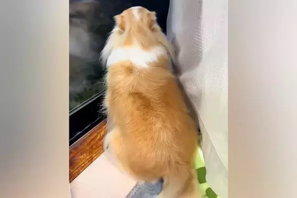 『見たことないｗｗ』家族の帰りを喜ぶ犬→感情が乗っかりすぎた『しっぽの動かし方』が31万再生「プロペラｗｗ」「めちゃくちゃかわいい」