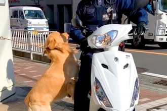 大型犬の散歩中『バイクに乗った警察官』と遭遇→微笑ましすぎる『まさかの対応』が35万再生「大好きが溢れてる」「なんて素敵な関係」と絶賛