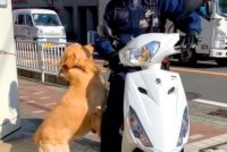 大型犬の散歩中『バイクに乗った警察官』と遭遇→微笑ましすぎる『まさかの対応』が35万再生「大好きが溢れてる」「なんて素敵な関係」と絶賛