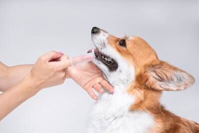 犬が病気になってしまう『絶対NG行為』５選　飼い主が今すぐ改善すべき習慣とは？