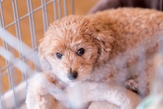 犬の『メンタルが崩壊する』絶対NG行為５選　飼い主がやってはいけない問題行動とは？