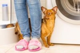 犬が『喜んでいない』ときにみせる行動4つ　良かれと思ってやっていることが愛犬の負担になっているかも…