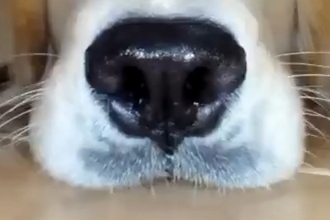 ロボット掃除機を使い始めた結果→家にいた大型犬を…思いがけない『まさかの活躍』に17万いいね集まる「ペットカメラ上位互換ｗ」「最高かよ」