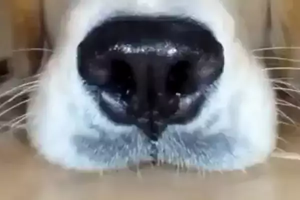 ロボット掃除機を使い始めた結果→家にいた大型犬を…思いがけない『まさかの活躍』に17万いいね集まる「ペットカメラ上位互換ｗ」「最高かよ」