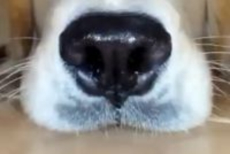 ロボット掃除機を使い始めた結果→家にいた大型犬を…思いがけない『まさかの活躍』に17万いいね集まる「ペットカメラ上位互換ｗ」「最高かよ」