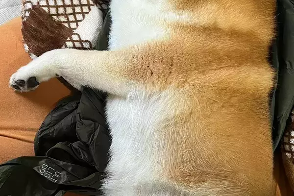 用事を済ませて帰宅→寝ていた犬が、なぜか『ダウンジャケット』を…尊くて泣ける『まさかの光景』に2万いいね「可愛い」「匂いで安心するのね」