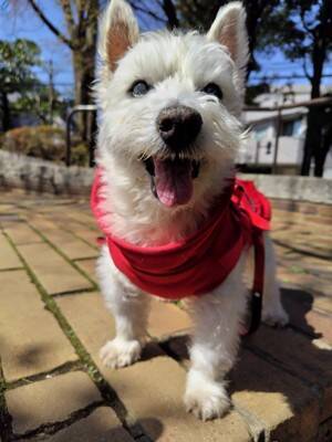 ちーちゃんですけどもっ【第357話】「皮下点滴の後で」