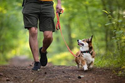 『不安を感じやすい犬』5つの共通点　愛犬を安心させるために飼い主にできることはあるの？