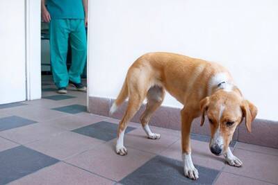 『不安を感じやすい犬』5つの共通点　愛犬を安心させるために飼い主にできることはあるの？