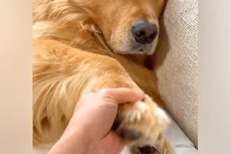 お母さんには適当な対応をする大型犬→お父さんを前にすると『忠犬』に変わり…あからさまな『態度の違い』に反響「顔がｗｗ」「撫で回したい」