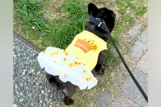 『スカートを履いた犬』が散歩をした結果→突風が吹いて…『まさかの展開』が107万再生「くだらなすぎて草」「ハレンチブルドッグｗｗ」と爆笑