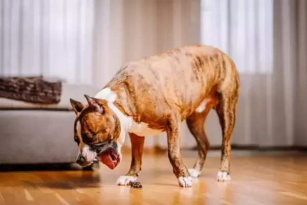 犬に『香辛料』が絶対NGな理由3つ　食べてしまうとどうなるの？身体への悪影響とは