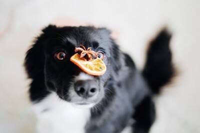 犬に『香辛料』が絶対NGな理由3つ　食べてしまうとどうなるの？身体への悪影響とは