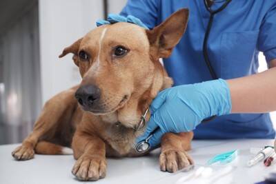 犬に『香辛料』が絶対NGな理由3つ　食べてしまうとどうなるの？身体への悪影響とは