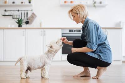 犬に『香辛料』が絶対NGな理由3つ　食べてしまうとどうなるの？身体への悪影響とは
