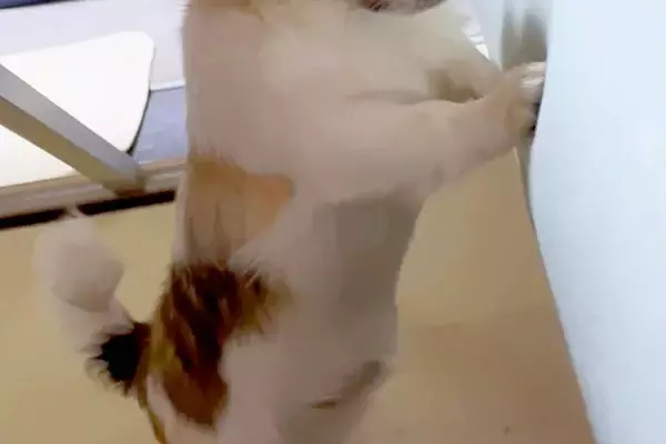 他の犬がママとイチャイチャしているのを発見したワンコ→阻止しようとしたものの…思わず笑う『まさかの展開』が165万再生「イラついてるｗ」