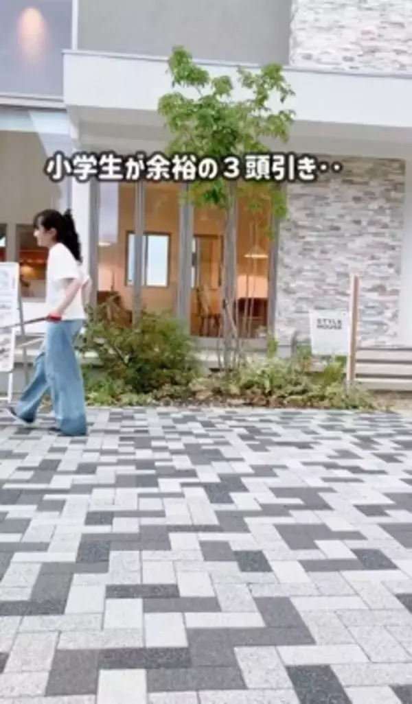 小学6年生の女の子が『大型犬3匹を引き連れていて危ない』と思ったら…心配無用な『まさかの理由』が素敵すぎると6万再生「落ち着いてて凄い」