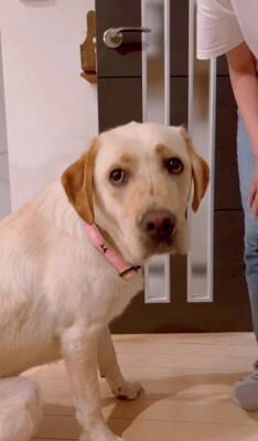 小学6年生の女の子が『大型犬3匹を引き連れていて危ない』と思ったら…心配無用な『まさかの理由』が素敵すぎると6万再生「落ち着いてて凄い」