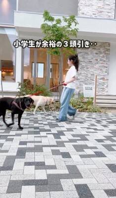 小学6年生の女の子が『大型犬3匹を引き連れていて危ない』と思ったら…心配無用な『まさかの理由』が素敵すぎると6万再生「落ち着いてて凄い」